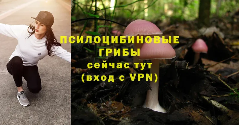 Псилоцибиновые грибы Cubensis  Ярославль 